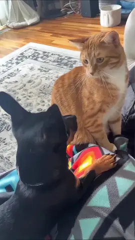 The end 😂😂 episode 486 #funny #pet #animals #funnyanimals #fyp #foryou #cat #funnycat #funnyvideos #🤣🤣🤣 #catlover #catsoftiktok 
