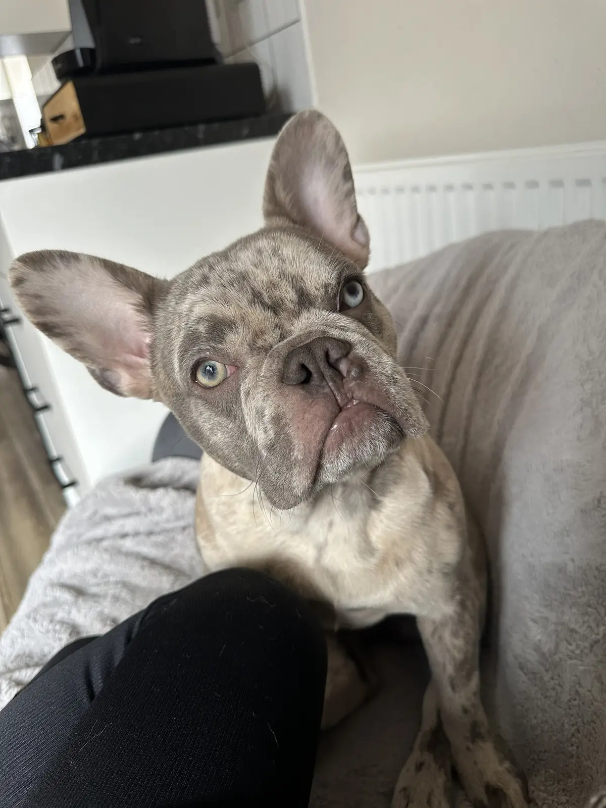 #frenchbulldog #frenchie #stoplookingatmewiththoseeyes 