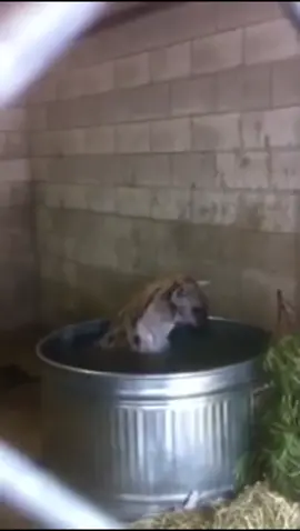 Just a happy boi :>  #hyena #bath 