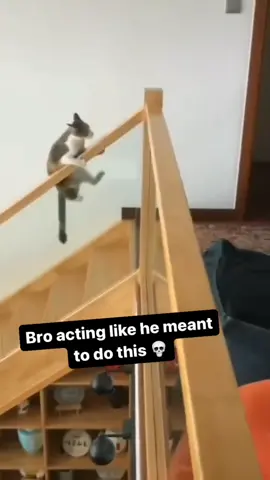 Funny behavior of cats going down the stairs #fyp #foryou #funny #cat #tiktok 