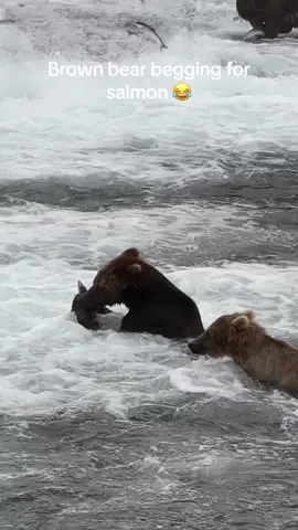 This brown bear thought his buddy should share his salmon.  His buddy didn’t agree.  Bears are so funny! #fyp #foryou #foryoupage #video #photography #outside #Outdoors #wildlifephotography #wildlife #nature #adventure #alaska #bears #brownbears #brooksfalls