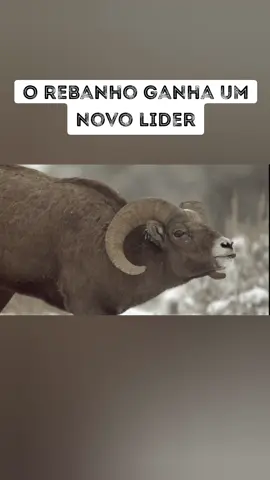 Carneiro Selvagem. #animals #documentary #carneiro 