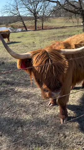 Mary Ann is super sad that ahe is the only mama without a baby!! But i do believe she is pregnant. #maryannandwanda #highlandcow #accidentalcowgirl #highlandcattle #okiehomegirl #highlandsoftiktok 