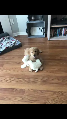 Snuggle pup has been through it but its been her best friend since she was 8 weeks 🥹 highly recommend if you have a puppy! Even comes with a beating heart to make them more comfortable when you bring them home!! #goldenretriever #fyp #puppy 