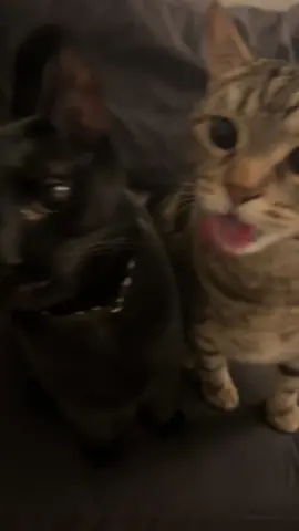 geeked up like a nerd #catsoftiktok 