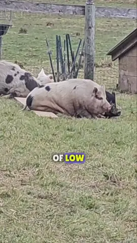 The pigs are doing mighty fine if you ask me #swine #dance #itch #pigs #potbellypig #steinmetzfamilyfarm 