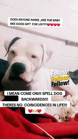 #viral #petlove #fyp #michigan #olsouthernwhite#ceasar1 