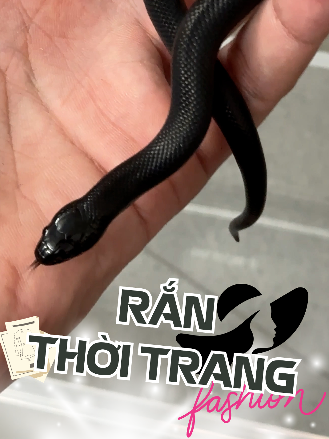 Nó còn ngầu hơn tui khi mặc vest...#metub #thèmbòsát #LearnOnTikTok #hoccungtiktok #mexicanblackingsnake #kingsnake #thèmking