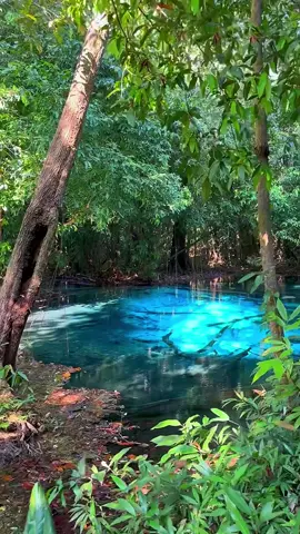 In the shimmering depths of Emerald, the blue of the pool unveils an infinite mystery 🌿💦 📍Emerald Blue Pool - Krabi , Thailand 🇹🇭 #thailand #krabi #emeraldlake #nature #travel 