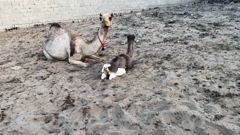 اذكروو الله جديدة العزبه 🔥النادره 🔥 عالم الهجن افلح من ذكر الله 