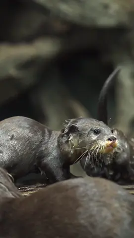 Mother’s, you are otterly amazing! 💜 This Mother’s Day, join us in celebrating Hertfordshire Zoo’s newest mum, Kei. 🌟 #mothersday #otter #animals #ottersoftiktok #fyp