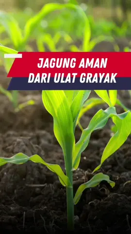 Yang punya pengalaman yang sama, coba deh pakai pestisida ini ! #pestisidamahakam #mahakamagro #insektisida #herbisida #fungisida #cokro #insektisidacokro 