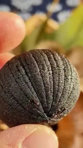 Makanan diet sehat banyak manfaat Black Garlic makanan sehat yang tinggi akan antioksidan untuk membantu meningkatkan kesehatan tubuh kamu #blackgarlic #bawanghitamtunggal #fruit #fruits #panenbuah 