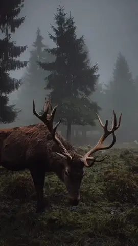 Dark forest lovers  r u there? 🥀🎧 Prace and Calm Life #forest #wildlife #animals #aesthetic #aestheticvideos #nature #fog #song #calm #dark #real #peace #edit #fyp #foryou #foryoupage #paratiiiiiiiiiiiiiiiiiiiiiiiiiiiiiii 
