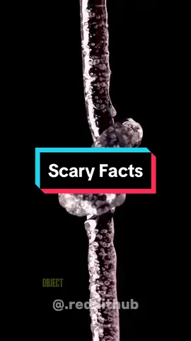 Scary Facts #facts #randomfacts #factsyoudidntknow #LearnOnTikTok #curiosity #interestingfacts #terrifyingfacts 