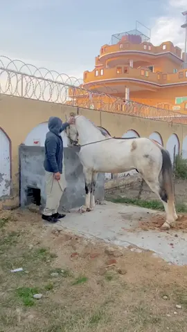 #ya_aliع🏴 #merijan #jan_a_hayder #allichaudhry2807 #goleen1 #pothwarhaidriclubgujarkhan #100k #horselover #horselife #horsepower 