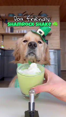 On today’s episode of #asmr recipes🎤 Shamrock Shakes for dogs ☘️🍃✨ How much do you think she loved it?!  #dogsoftiktok #doglover #asmrsounds #goldenretriever #stpatricksday 