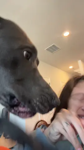 & thats the tea sis #shockcollar #greatdane #dogsoftiktok 