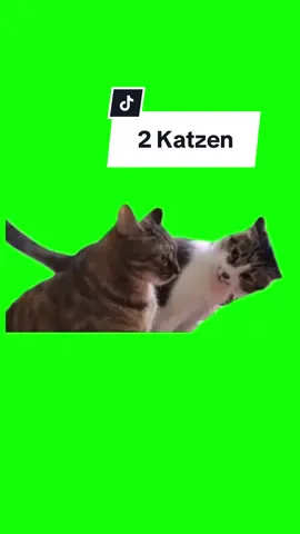Katze starrt andere Katze an Meme | Greenscreen #Meme #MemeCut #greenscreenglow #greenscreenvideo #greenscreenmemes #witzigememes #memestiktok #humor 