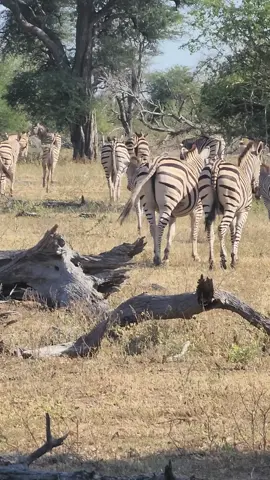 A zebra herd gracefully walks away, disappearing into the lush bush of Kruger Park. #zebra #wildlife #wildafrica #nature #safariafrica #safariphotos #safari #krugerexplorer #krugerpark #krugernationalpark #krugersightings #sighting #gamedrive #photography #shortfilm   