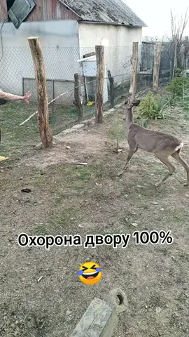 #Горошок #любімка#друзі #Горошок #щястя#друзі 