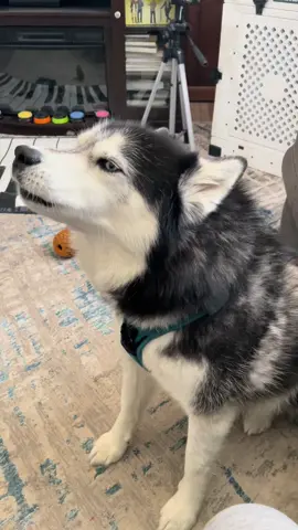 Sing it boy! 🎶🐾🎵 #haikuthehusky #fyp #viral #husky #dog 