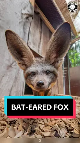 Bat-eared Fox 🦊 Adorable Ears, Deadly Skills! #batearedfox #batearedfoxes #fox #cutefox #babyfox #babyfoxes #foxes 