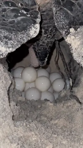 Turtle laying eggs  #CapCut  #amazing #turtle #egg #beach #turtlehatch #layingeggs #maldives #island #islandboys #islandlife #hotel #guesthouse #tictok #video 