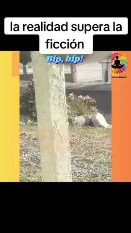 en realidad #bipbip #correcaminos #entretenimiento #viral #viralvideo #quefuemano #humor #paratiiiiiiiiiiiiiiiiiiiiiiiiiiiiiii #jajajaja 