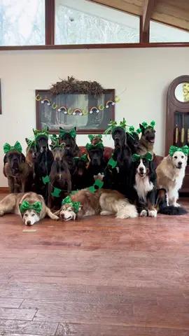 Feeling extra lucky for each of them 🍀🥰 #rescuedogs #fosterdogs 