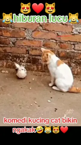 bagian 12#videolucu #kucing #cat #binatangpeliharaan #fypforyou #foryoupage #fyp 
