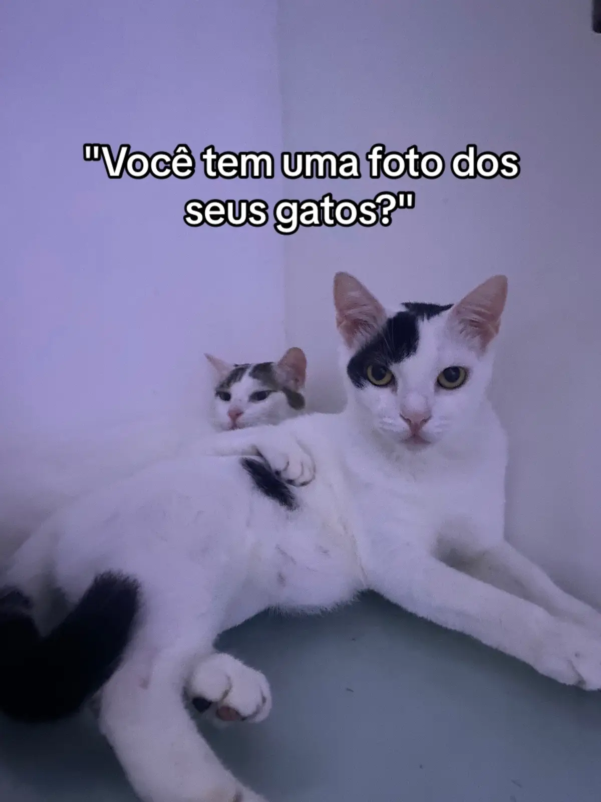 Amo mais que tudo #fygpシ #foryouu #gatos #vaiprofyinferno👺 #foryou #fygp #foryoupage #entregatiktokpfv #fy #cats #catsoftiktok 