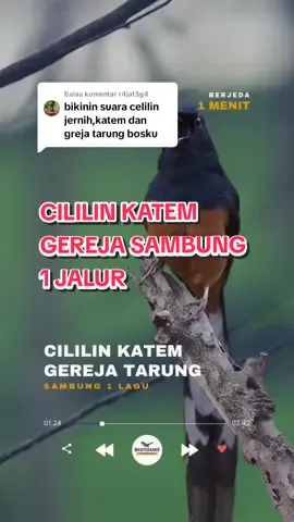 Membalas @r4jat3g4 MASTERAN CILILIN KAPAS TEMBAK GEREJA Sambung 1 JALUR #muraibatu ##masteransambung #masteranku #cililin #kapastembak #katem #gerejatarung #masteransambung 