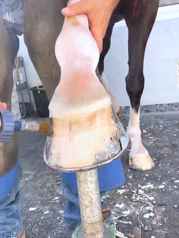 Cleaning Hooves Is So Satisfying! ASMR #farriersoftiktok#horse#animalcare#animallover#satisfyingvideo#asmr