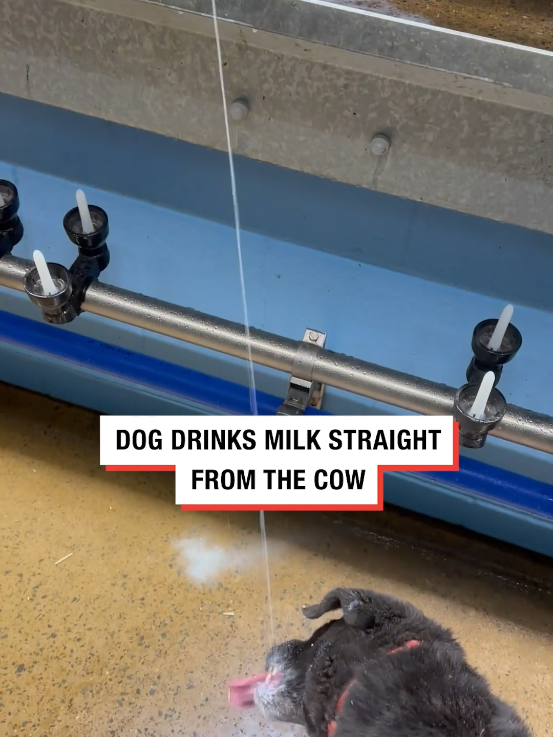 Straight from the source 🤣 #cow #milk #dog #farm #ladbible #fyp #trending