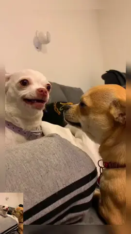 #pet #dog #chihuahua #funny #foryou 