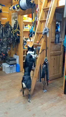 Winding up the cabin dog by putting her ball higher #bordercollie #dogsofttiktok #higherandhigher #workdogs