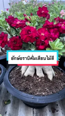 ต้นนี้จะเป็นตอยักษ์อราบิคั่ม เสียบไม้สี จัดรากแล้วสวยงาม🥰 #tiktokthailand #tiktokเปิดการมองเห็นที #ปลูกต้นไม้เรื่องง่ายๆ #แต่งบ้าน #เปิดการมองเห็น #แต่งสวนรอบบ้าน #ดอกไม้ #ชวนชม #adenium #ไม้มงคลเสริมโชคลาภ #แต่งสวนหน้าบ้าน #บ้านและสวน #จัดสวน #CapCut 