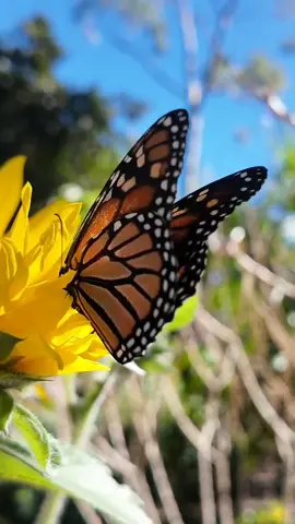4k Monarch butterfly meditation with relaxing music to help you sleep and relieve stress #Monarch #butterfly #meditation #StressRelief #nature #relax #relaxing #unwind #breathe 