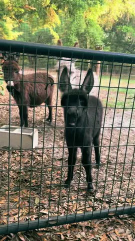 Cash is slowly finding his voice and its such a sweet noise. We bring him outside to hang out with the girls and he always lets us know when he’s had enough. #babydonkey #farmlife #animallove #gratitude #farmsoftiktok 