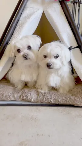 Double the cuteness, double the fun❤️❤️ #maltese #twodogs #malteseoftiktok #dogsoftiktok #doglover #malteselovers 