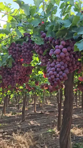 Hoy empezamos a cosechar este parral de Red Globe.  . . . #cosecha #cosechando #2022 #mendoza #finca #campo #campoargentino #fincaargentina #redglobe #reinavictoria #uva #2023 #agro #agricultura #campo2023 #mendoza #mendoza2023 #envero 