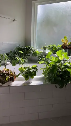 Phototropism is a directional response that allows plants to grow towards, or even away from, light. #gardens #plants #plantlover 
