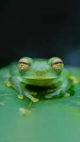 Meet the Emerald Glass Frog (Espadarana prosoblepon) 🐸 Isn’t that just the cutest face ever?! 😍 Shooting macro with Full frame sensors definitely has its challenges but the resolution you can get is truly mindblowing!  This image was taken on our property in the souther pacific of Costa Rica, it is uncommon to find them during the day but I was very happy as it allowed me to get a touch of sky in the background which i think really adds a lot to this portrait. Nature is so incredible and beautiful, if only we didn’t take it for granted…💚 If you want to see more content like this please hit the follow button 👆 #frog #eye #animals #animal #naturevibes #fyp #paratii #macro #fypage #naturelover 