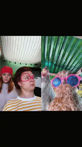 Welcome to the chicken club. I think these chickens need names, any suggestions? With @Ilgallinaio_special + @Ardyn Flynt @Kristi Griffith @Malia Baker 