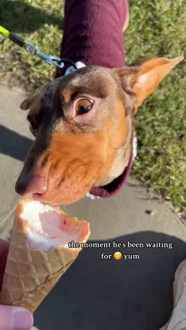 mr whippy is the goat 🍦☀️ #dachshund #sausagedog #minidachshund #fyp #viral #weinerdog #cutedog #PetsOfTikTok #funnydogs #dappledachshund #dogs #dogtok #icecream #beach #Scotland 