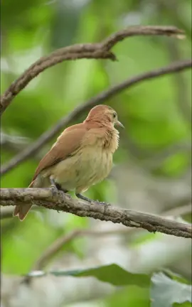 🇧🇷 João-de-barro 🇺🇸 Rufous Hornero 🔬 Furnarius rufus O joão-de-barro é uma ave passeriforme da família Furnariidae. Conhecido também como barreiro, joão-barreiro (Rio Grande do Sul), maria-barreira (Bahia), forneiro, pedreiro, oleiro, hornero (Argentina) e amassa-barro. A fêmea é conhecida como “joaninha-de-barro”, “maria-de-barro” ou “sabiazinho” em certas regiões. Mede 18 a 20 centímetros de comprimento e pesa 49 gramas. Possui o dorso inteiramente marrom avermelhado (por isso o epíteto específico rufus). Apresenta uma suave sobrancelha, formada por penas mais claras, em leve contraste com o restante da plumagem da cabeça. #fotografiaselvagem #passaros #animals #passarinhandotv #naturezaselvagem #vidaselvagem #pantanal #pantanalmt 