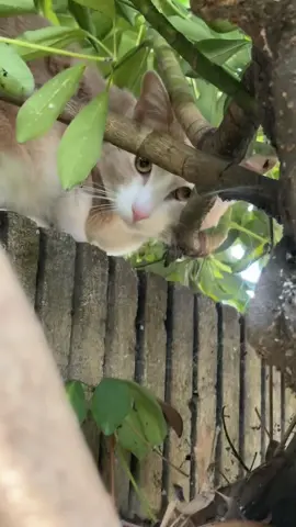 He’s not a great hider #catsvideo 