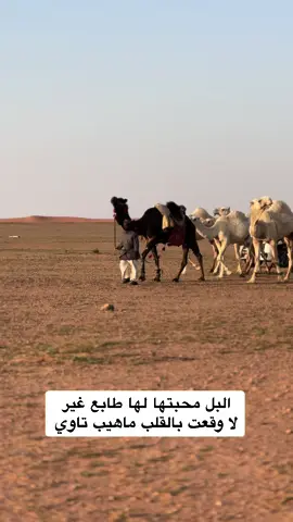 البل محبتها لها طابع غير  ‏لا وقعت بالقلب ماهيب تاوي  ‏⁧‫#عبدالله_بن_عون‬⁩#البل #عطايا_الله #عطايا_الله🐪 #تصويري #تصويري📷 #تصميمي #تصميم_فيديوهات🎶🎤🎬 #تصويري📸 