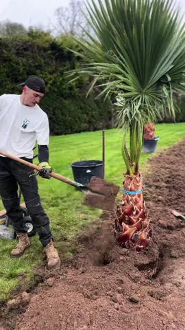 #plantation #palmier #createur #paysagiste #pourtoi #realisation #jardin #passion 